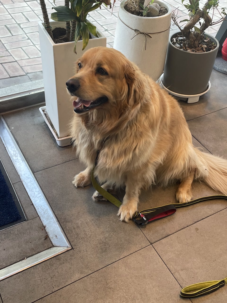 Golden retriever photo used as the pet input